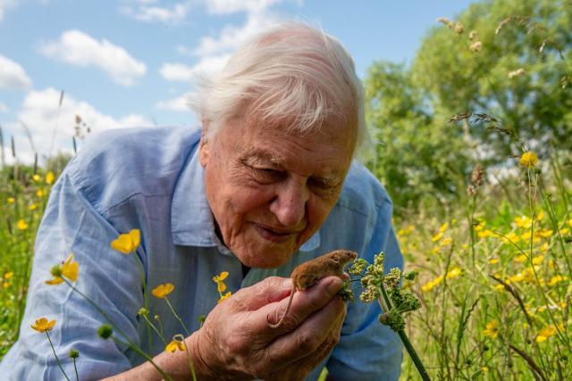 david attenborough documentaries